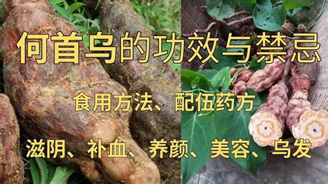 生首禁忌|何首乌的功效与作用 何首乌的用法用量和使用禁忌